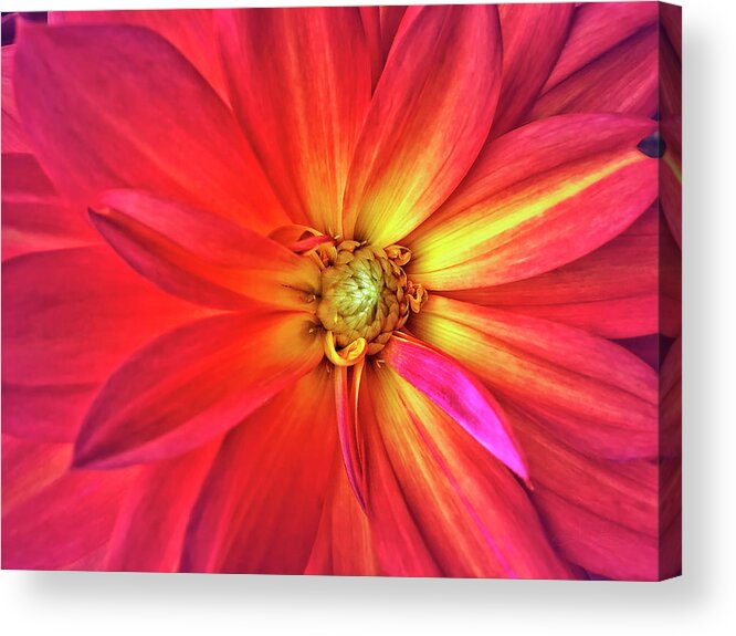 Dahlia Acrylic Print featuring the photograph Eye of the Storm by Jill Love