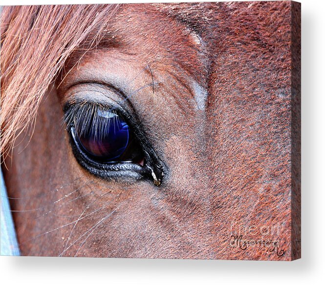 Fauna Acrylic Print featuring the photograph Eye See You by Mariarosa Rockefeller