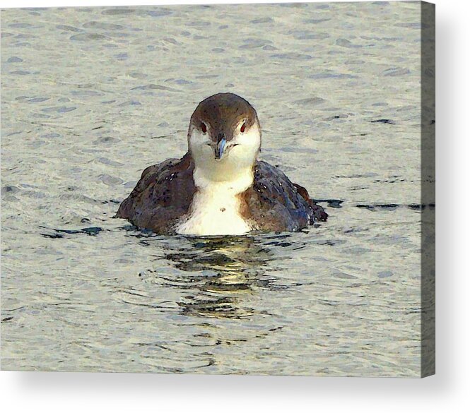 Loon Acrylic Print featuring the digital art Face On Two by Lyle Crump