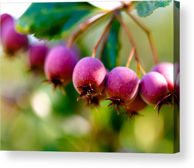 Berry Acrylic Print featuring the photograph Fall Berries by Marilyn Hunt