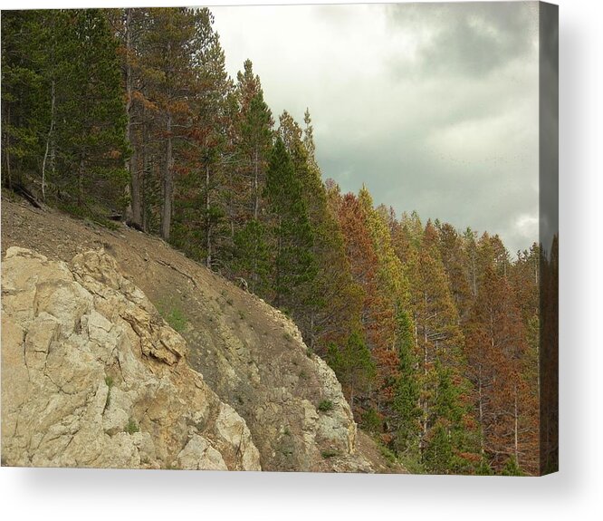 Trees Acrylic Print featuring the photograph Fall color evergreens by Sara Stevenson