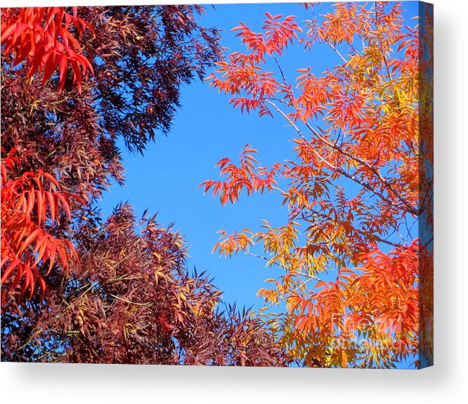 Fall Acrylic Print featuring the photograph Fall colors by Irina Hays
