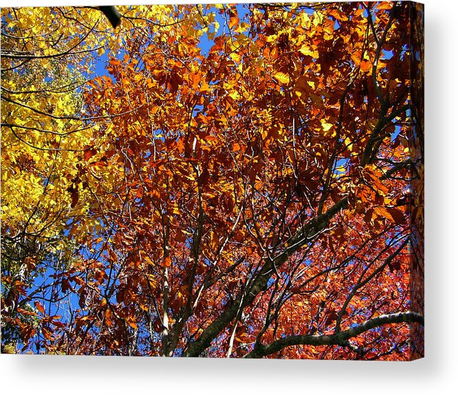 Fall Acrylic Print featuring the photograph Fall by Flavia Westerwelle