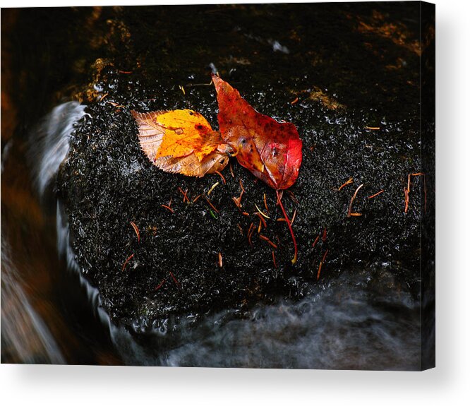 New England Acrylic Print featuring the photograph Fall Foliage Leaves by Juergen Roth