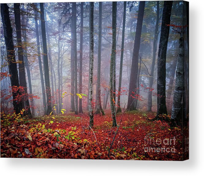 Forest Acrylic Print featuring the photograph Fall forest in fog by Elena Elisseeva