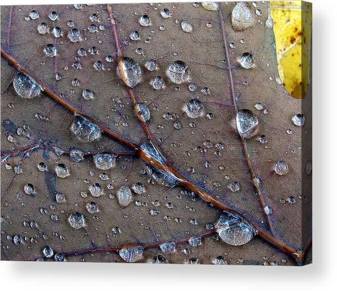 Fall Acrylic Print featuring the photograph Fall Leaf by Juergen Roth