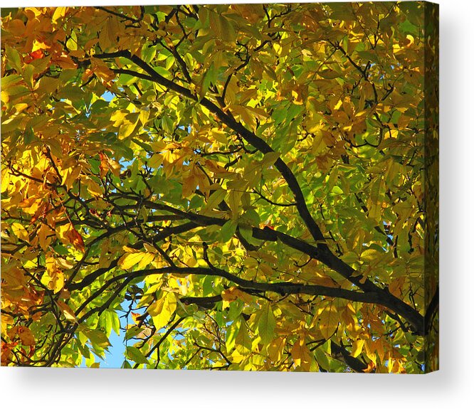Tree Acrylic Print featuring the photograph Fall Tree by Juergen Roth