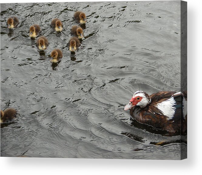 Duck Acrylic Print featuring the photograph Family Gathering by Carl Moore