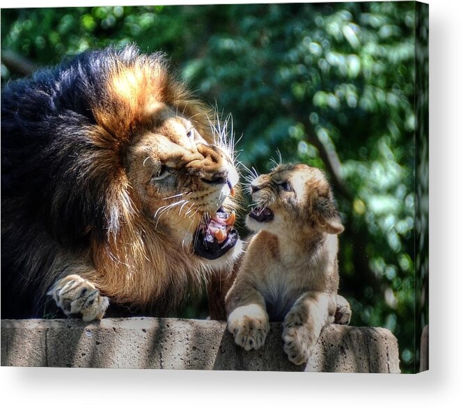 Male Lion And Cub Acrylic Print featuring the photograph Father teaching son by Ronda Ryan