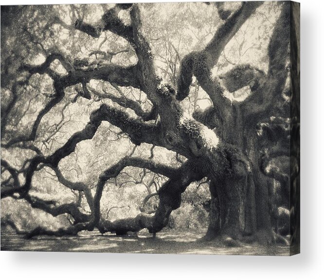 Old Tree Photography Acrylic Print featuring the photograph Father Time by Amy Tyler