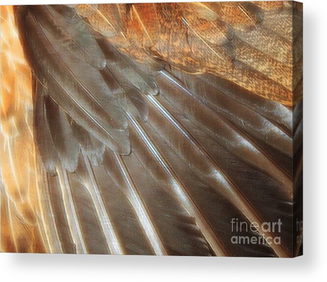 Hen Acrylic Print featuring the photograph Feathers In The Sun by Jan Gelders