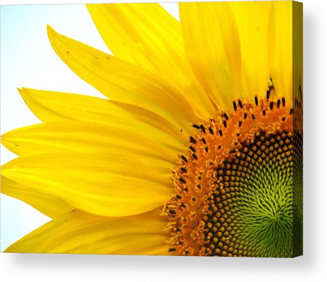 Sunflower Acrylic Print featuring the photograph Feeling Sunny by Angela Davies
