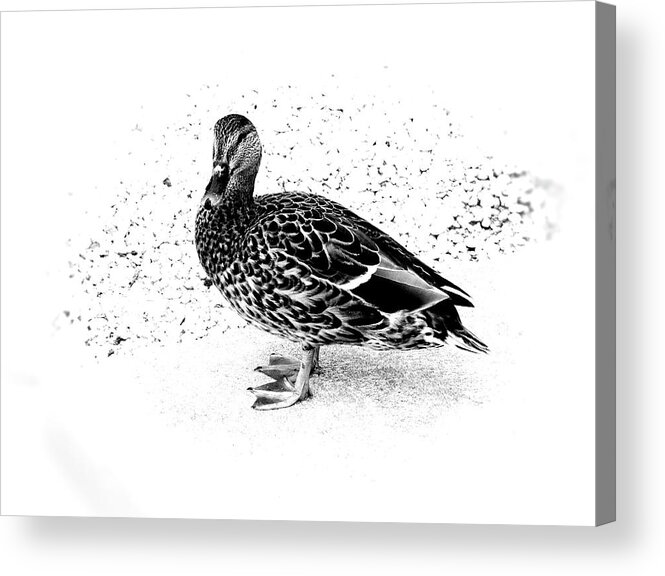 Mallard Duck Acrylic Print featuring the photograph Female Mallard Duck in Black and White 1 by Angie Tirado