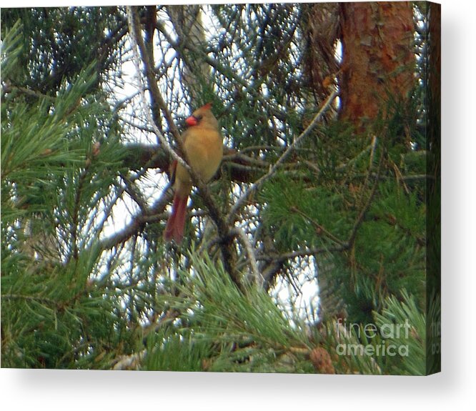 Female Acrylic Print featuring the photograph Female Northern Cardinal by Rockin Docks Deluxephotos