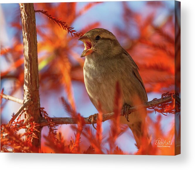 Sparrow Acrylic Print featuring the photograph Female sparrow singing, Montreux, Switzerland by Elenarts - Elena Duvernay photo