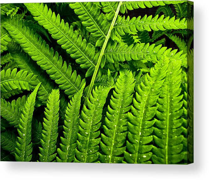Fern Acrylic Print featuring the photograph Fern by Neil Pankler