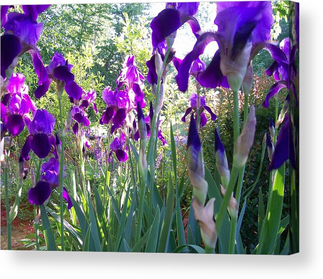 Photography Acrylic Print featuring the digital art Field of Irises by Barbara S Nickerson