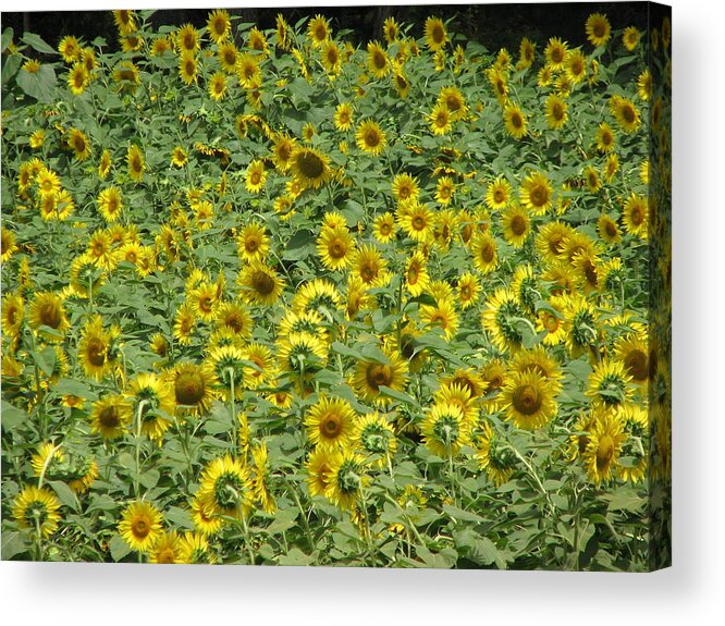 Flowers Acrylic Print featuring the photograph Field of Sun by Sandra Bourret