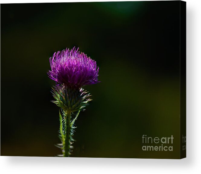 Carduus Discolor Acrylic Print featuring the photograph Field Thistle by Roger Monahan