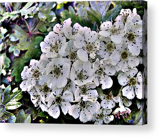Flowers Acrylic Print featuring the photograph Fighting for Space by Roberto Alamino