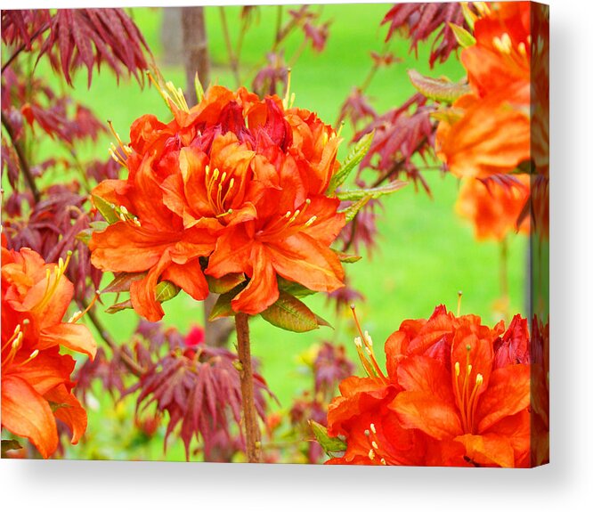 Rhodie Acrylic Print featuring the photograph Fine Art Floral Art Prints Canvas Orange Rhodies Baslee Troutman by Patti Baslee