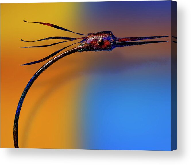 Photography Acrylic Print featuring the photograph Fire Bird by Paul Wear