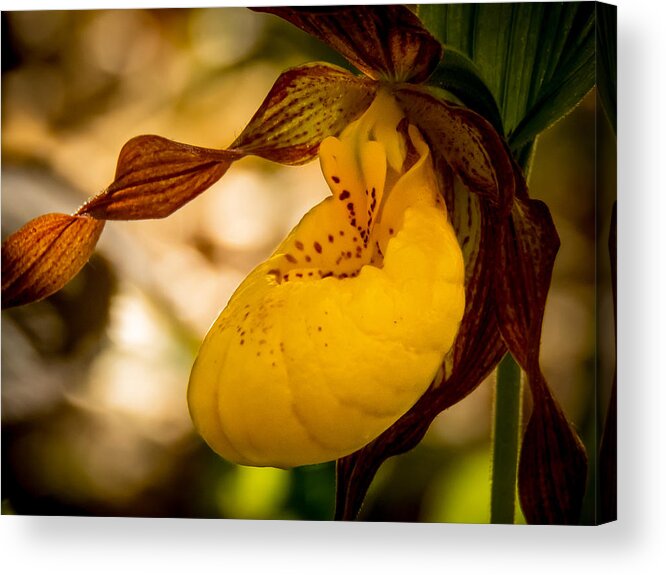 Wildflower Acrylic Print featuring the photograph First Lady by Terry Ann Morris