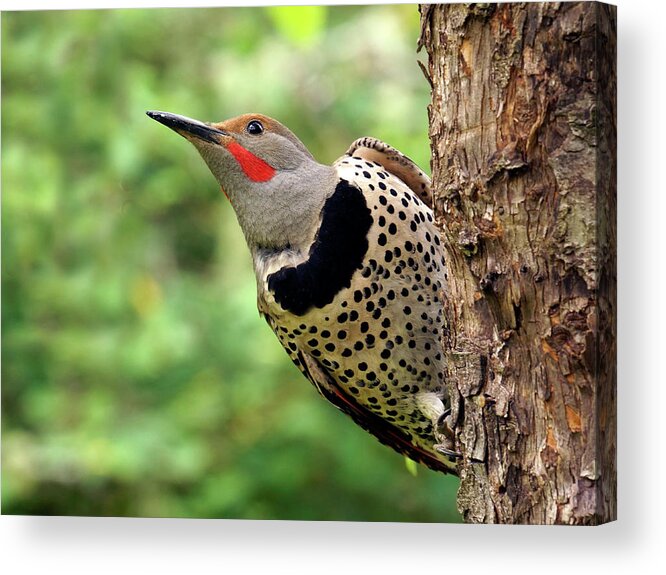 Northern Flicker Acrylic Print featuring the photograph Flicker by Inge Riis McDonald