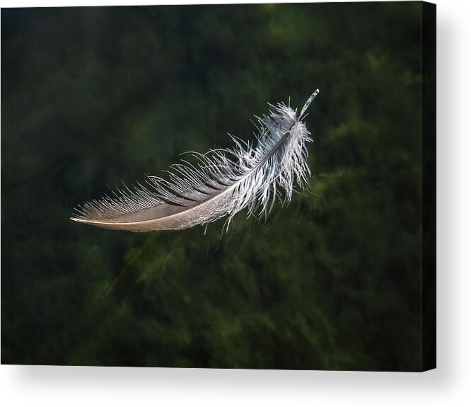 From My Kayak Acrylic Print featuring the photograph Floating Feather by Louise Lindsay
