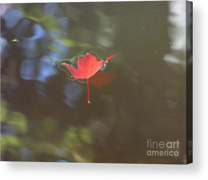 Red Acrylic Print featuring the photograph Floating Red Leaf 2 by Erick Schmidt