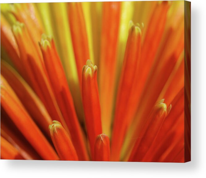 Nature Acrylic Print featuring the photograph Floral Fireworks by Evelyn Tambour