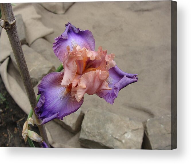 Purple And Pink Acrylic Print featuring the photograph Florentine Silk Iris by Anthony Seeker