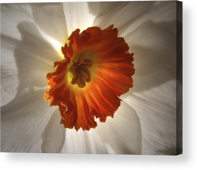 Flowers Acrylic Print featuring the photograph Flower Narcissus by Nancy Griswold
