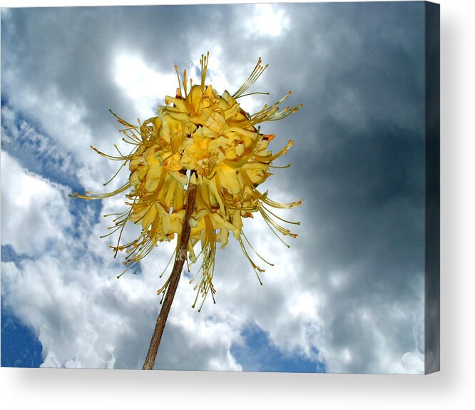 Flower Acrylic Print featuring the photograph Flower Power by Tim Mattox