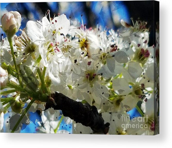 Flowering Pear Acrylic Print featuring the photograph Flowering Pear by Maria Urso