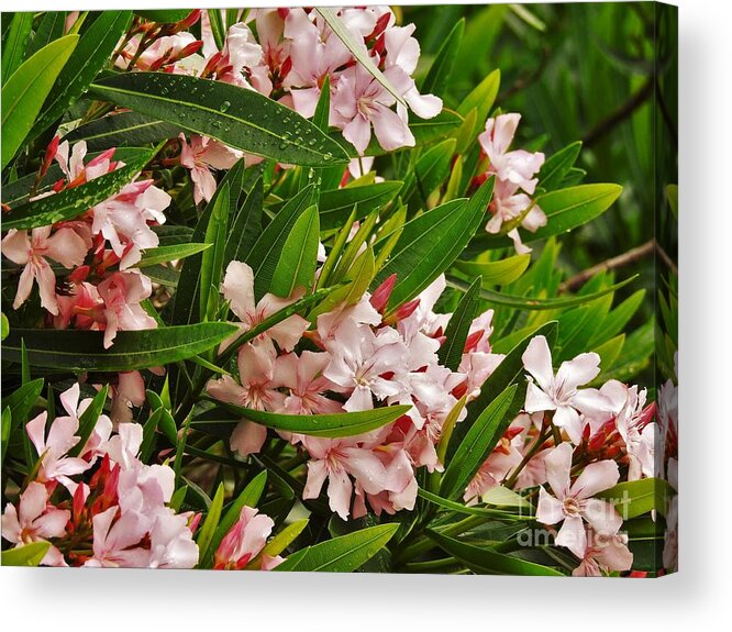 Flowers Acrylic Print featuring the photograph Flowers at The Ocean by Jan Gelders