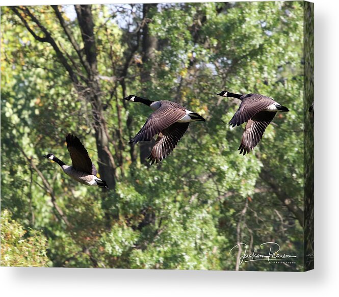 Geese Acrylic Print featuring the photograph Fly Away by Jackson Pearson