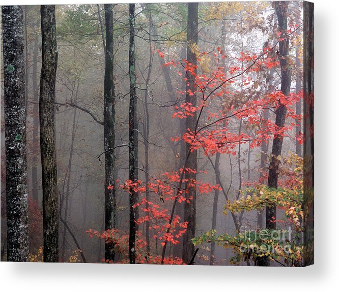 Color Photography Acrylic Print featuring the photograph Fog and Forest by David Waldrop