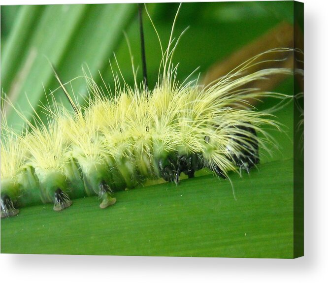 Caterpillars Acrylic Print featuring the photograph Footloose and fancy free by Kevin Schmoldt