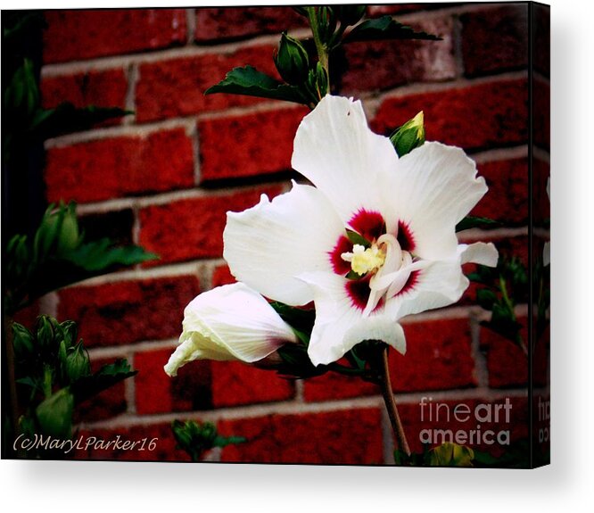 Photography Acrylic Print featuring the photograph For The One I Love by MaryLee Parker