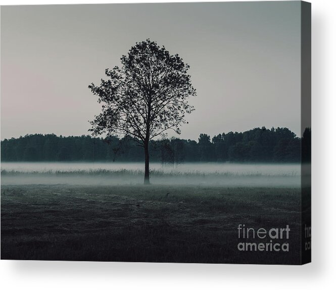 Photography Acrylic Print featuring the photograph Forest Fog by MGL Meiklejohn Graphics Licensing