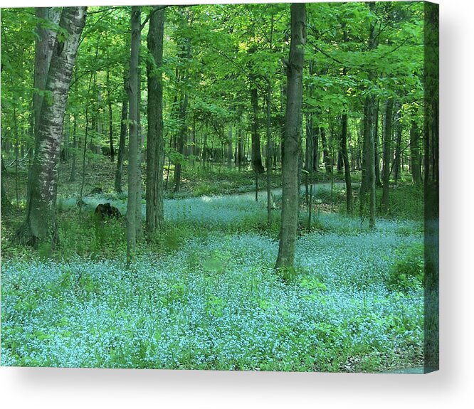 Spring Acrylic Print featuring the photograph Forget-me-nots in Peninsula State Park by David T Wilkinson