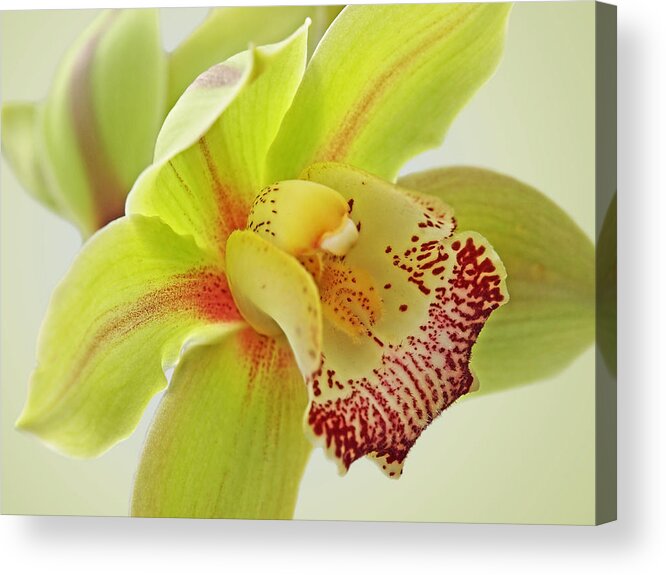 Yellow Orchid Acrylic Print featuring the photograph Fresh Green Cymbidium Orchid by Gill Billington