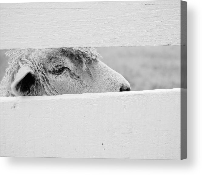 Sheep Acrylic Print featuring the photograph Friendly Sheep by Lara Morrison