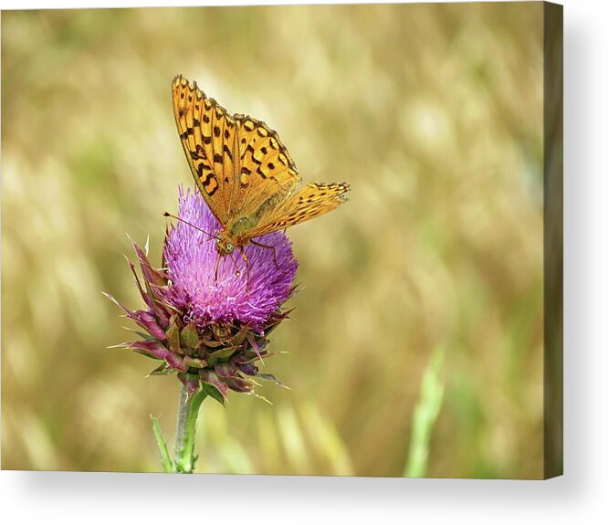 Butterfly Acrylic Print featuring the photograph Fritillary Butterfly by Connor Beekman