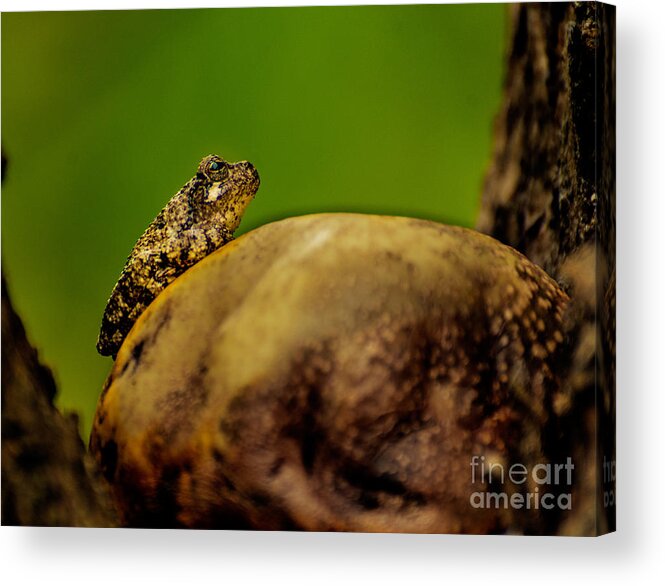 Frog Acrylic Print featuring the photograph Frog Waits by Metaphor Photo