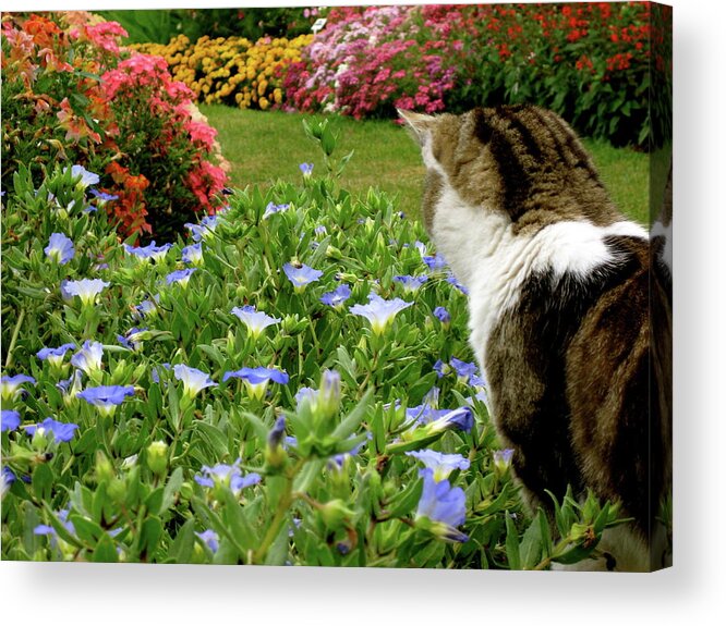 Cat Acrylic Print featuring the photograph Frolic in the Flowers by Rebecca Wood