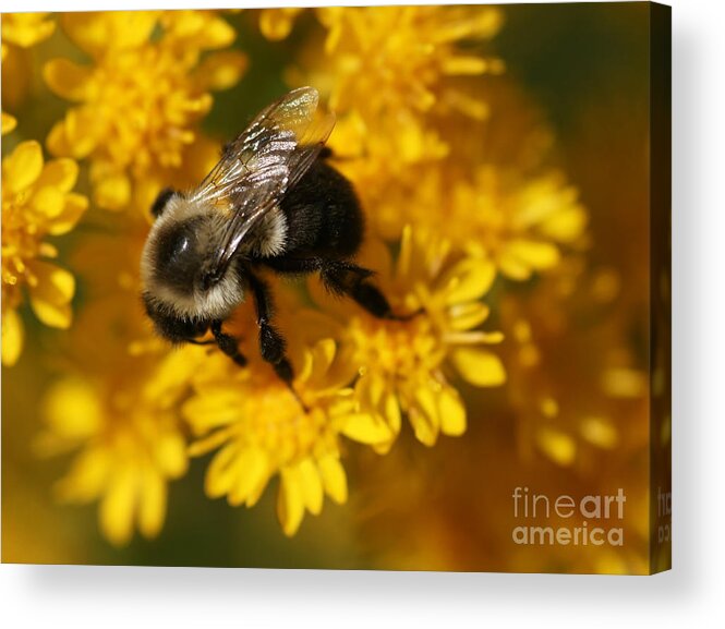 Bee Acrylic Print featuring the photograph From Me to You by Linda Shafer