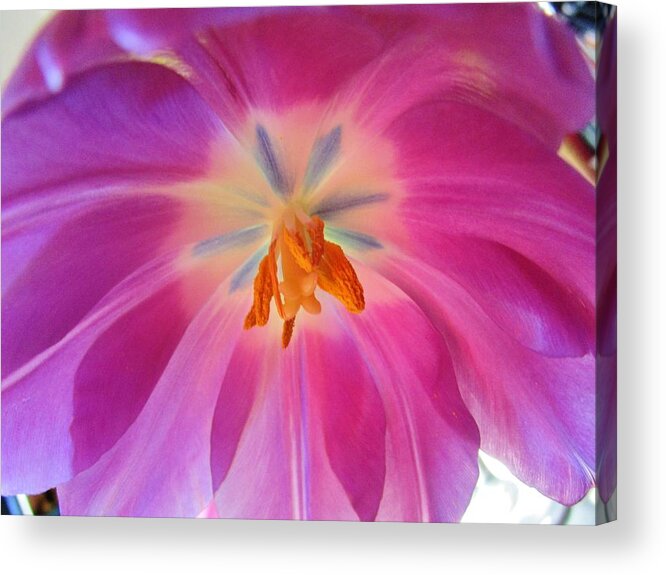 Flowers Acrylic Print featuring the photograph Fully blown by Rosita Larsson