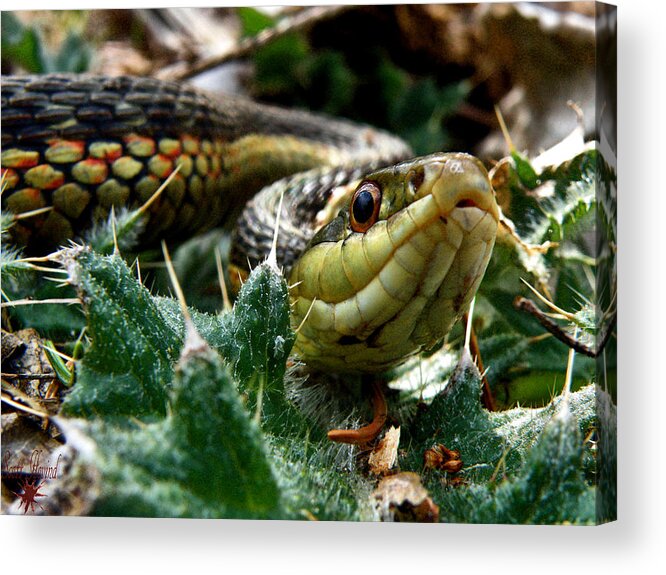 Snake Acrylic Print featuring the photograph Garter by Scott Hovind